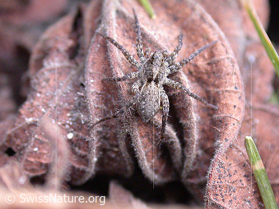 Foto: Labyrinthspinne