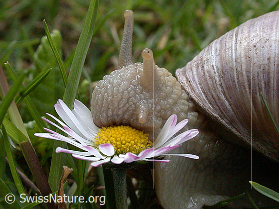 Weinbergschnecke frisst Gänseblümchen