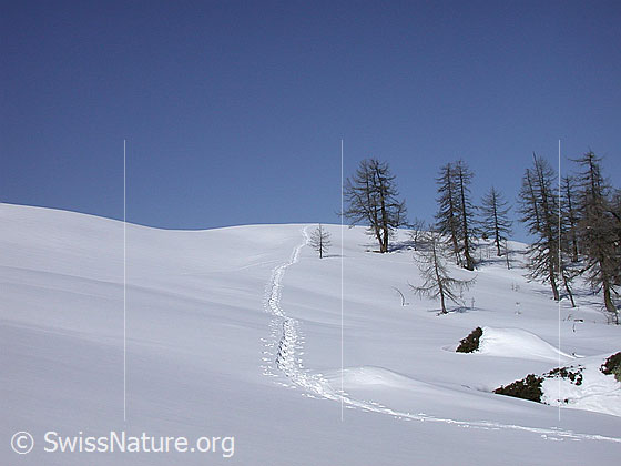 Foto: Schneeschuhspur in Winterlandschaft