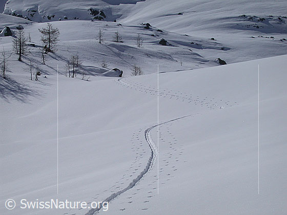 Foto: Aufstiegsspur (Skitour) auf Hockbode