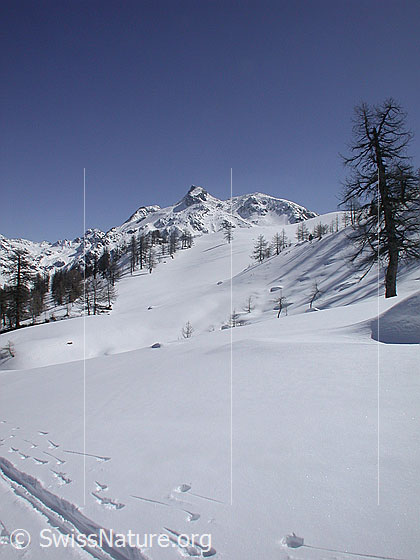 Foto: Unter Schinhorn von W (Hockbode)