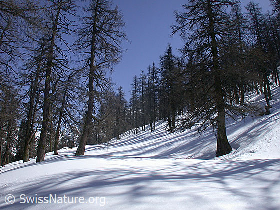 Foto: Lärchenwald im Winter