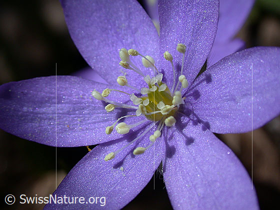 Foto: Leberblümchen, Blüte 
Lat.: Hepatica nobilis