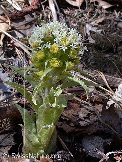 Foto: Weisse Pestwurz (Petasites albus). Ganze Pflanze.
Umgebung: Neben Wasserlauf. Höhe: Ca. 1250m ü.M.
Lat.: Petasites albus
Familie: Asteraceae (Korbblütler)
Gattung: Petasites (Pestwurzen)