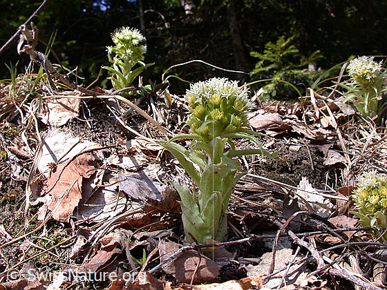 Foto: Weisse Pestwurz (Petasites albus). Ganze Pflanzen.
Umgebung: Neben Wasserlauf. Höhe: Ca. 1250m ü.M.
Lat.: Petasites albus
Familie: Asteraceae (Korbblütler)
Gattung: Petasites (Pestwurzen)