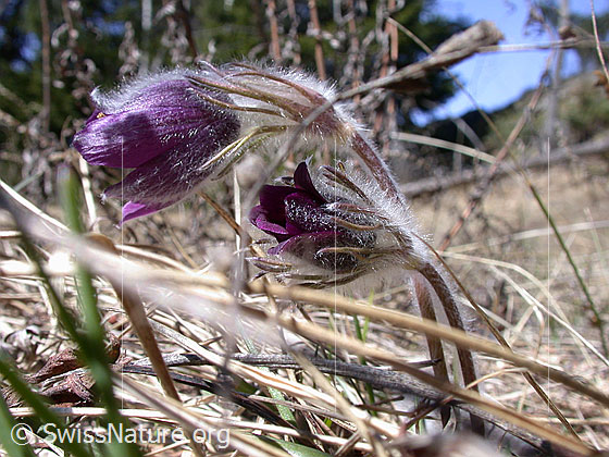 Foto: Berg-Anemone (Pulsatilla montana). Zwei Pflanzen von der Seite.
