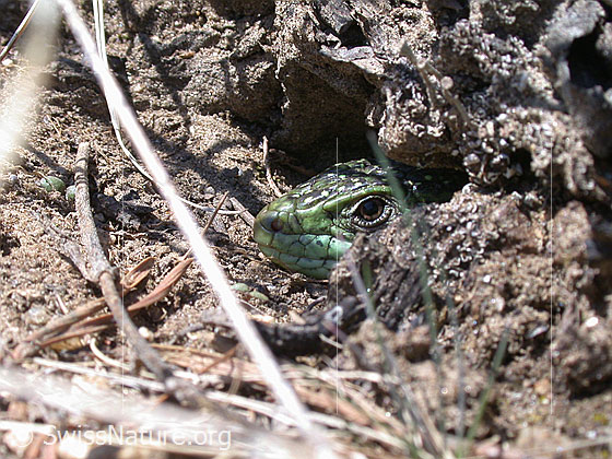 Foto: Kopf einer Smaragdeidechse (Lacerta bilineata), welche aus ihrer Höhle späht.