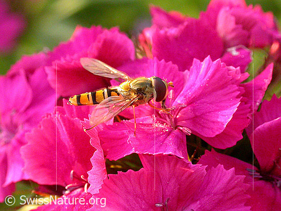 Photo: Episyrphus balteatus on Dianthus barbatus.