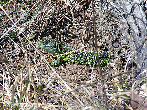 Foto: Smaragdeidechse (Lacerta bilineata).