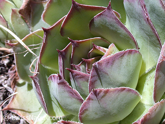 Foto: Blätter des Wulfens Hauswurz 
Lat.: Sempervivum wulfenii