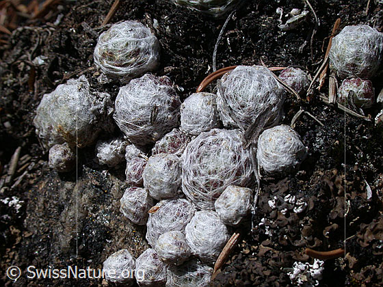 Foto: Blätter des Spinnweb-Hauswurz 
Die Blätter sind im Frühling mit einem weissen Gewebe überzogen.
Lat.: Sempervivum arachnoideum
Familie: Crassulaceae (Dickblattgewächse)