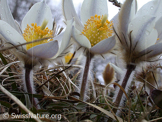 Foto: Mehrere Frühlingsanemonen, Pelzanemonen aus der Bodenperspektive. 
Lat.: Pulsatilla vernalis