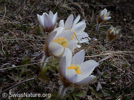 Foto: Mehrere Frühlingsanemonen, Pelzanemonen. 
Lat.: Pulsatilla vernalis