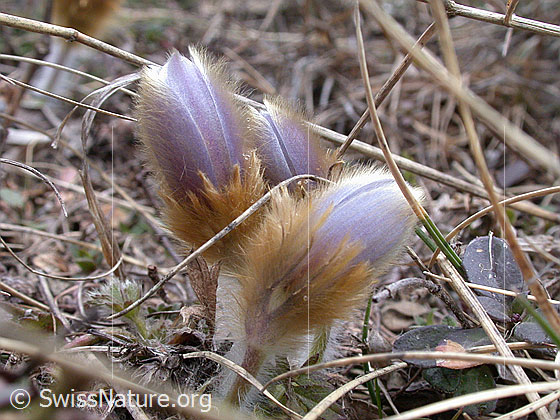 Foto: Mehrere geschlossene Frühlingsanemonen, Pelzanemonen 
Lat.: Pulsatilla vernalis