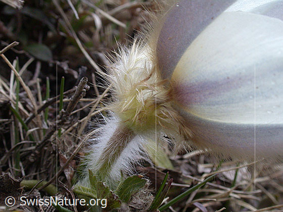 Foto: Behaarter Stengel einer Frühlingsanemone, Pelzanemone 
Lat.: Pulsatilla vernalis