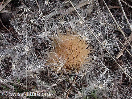 Foto: Silberdistel, in Samen zerfallende Blüte. 
Lat.: Carlina acaulis