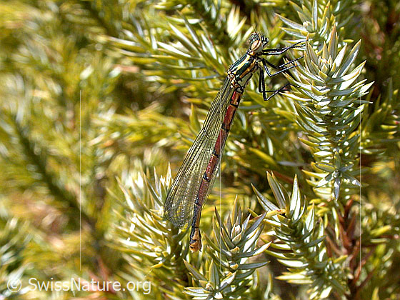 Foto: Frühe Adonislibelle. Weibchen.