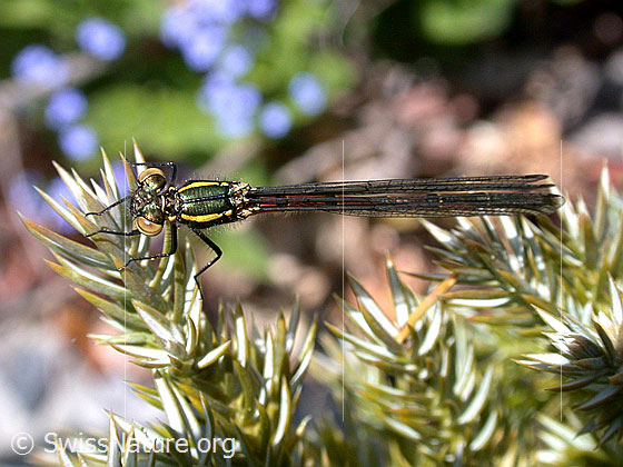 Foto: Frühe Adonislibelle