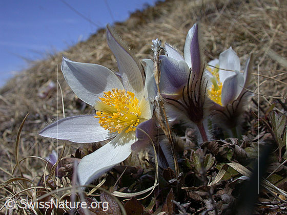 Foto: Frühlingsanemonen, Pelzanemonen, Seitenansicht mehrerer Exemplare 
Lat.: Pulsatilla vernalis