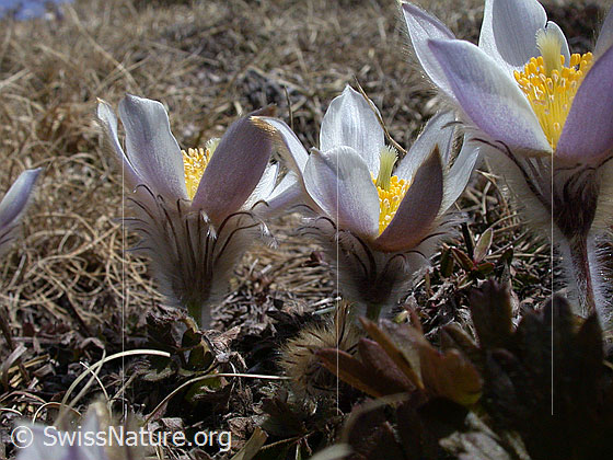 Foto: Frühlingsanemonen, Pelzanemonen, Seitenansicht mehrerer Exemplare 
Lat.: Pulsatilla vernalis