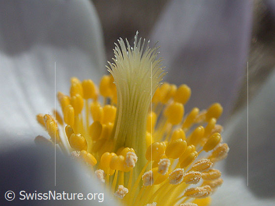 Foto: Kaum ist er Schnee im Frühling weg, wachsen und blühen die Pelzanemonen. Diese Pflanze begeistert uns sowohl als Ganzes als auch im Detail. Im Foto eine Nahaufnahme des Stempels.
Lat.: Pulsatilla vernalis