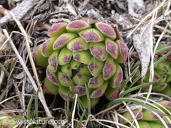 Foto: Blätter des Dach-Hauswurz.  
Lat.: Sempervivium tectorum