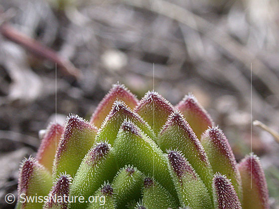 Foto: Blätter des Dach-Hauswurz, Nahaufnahme 
Lat.: Sempervivium tectorum