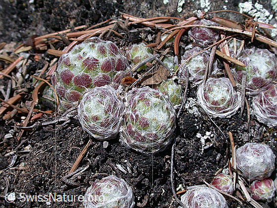 Foto: Blätter des Spinnweb-Hauswurz. Die Blätter sind im Frühling mit einem weissen Gewebe überzogen.
Lat.: Sempervivum arachnoideum
Familie: Crassulaceae (Dickblattgewächse)