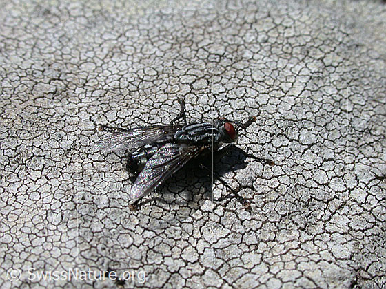 Foto: Stubenfliege
Lat.: Musca domestica
Familie: Muscidae