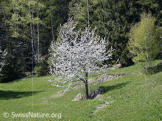 Foto: Blühender Baum