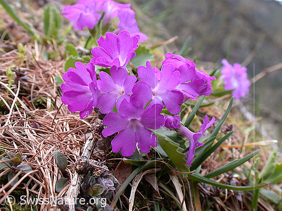 Foto: Rote Felsen-Primel 
Lat.: Primula hirsuta