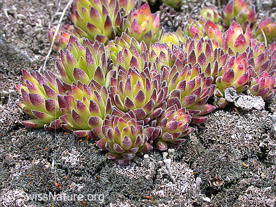 Foto: Blätter des Berg-Hauswurz 
Lat.: Sempervivum montanum
Familie: Crassulaceae (Dickblattgewächse)
Gattung: Sempervivum (Hauswurzen)