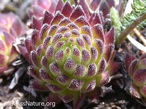 Foto: Blätter des Alpen-Hauswurz 
Lat.: Sempervium tectorum, ssp. alpinum
