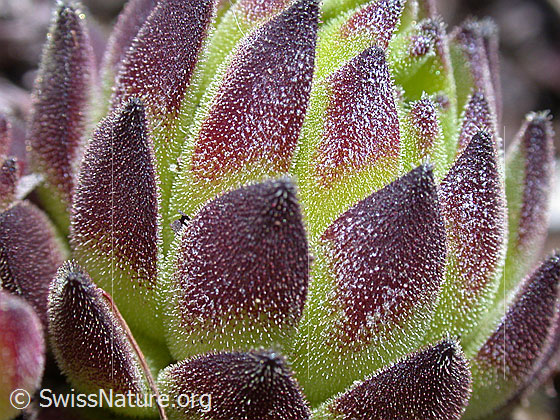 Foto: Blätter des Alpen-Hauswurz, Nahaufnahme 
Lat.: Sempervium tectorum, ssp. alpinum