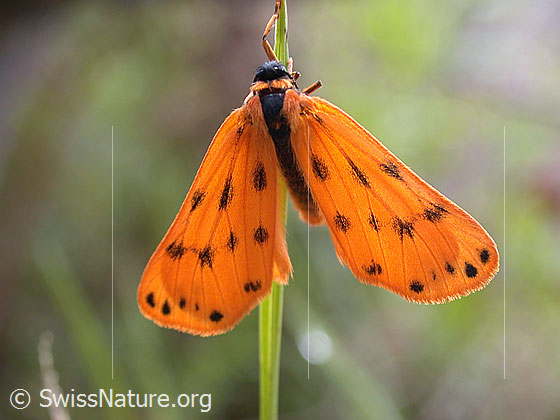 Gelber Alpen-Flechtenbär (Setina aurita)