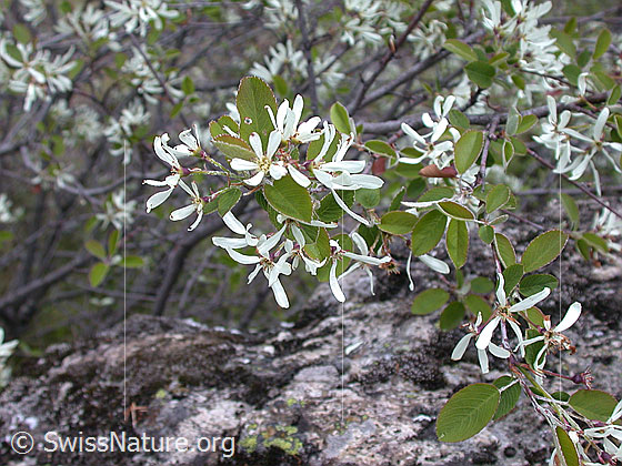 Foto: Felsenbirne Lat.: Amelanchier ovalis