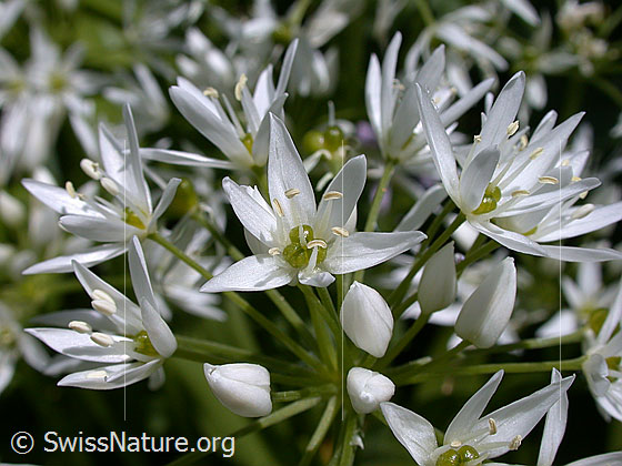 Bärlauch (Allium ursinum)