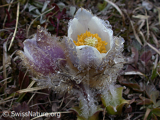 Foto: Frühlingsanemone, Pelzanemonen. An den Haaren der Blüte haben sich aus dem Nebel viele Tautropfen gebildet. Zwei aneinander geschmeigte Pflanzen. 
Lat.: Pulsatilla vernalis
Familie: Ranunculaceae (Hahnenfussgewächse)
Unterfamilie: Ranunculoideae
Gattung: Pulsatilla