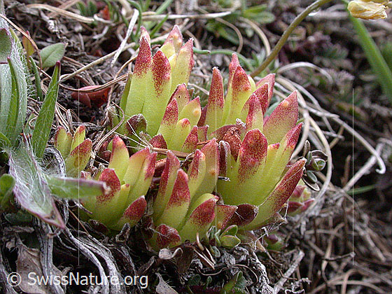 Foto: Blätter des Berg-Hauswurz
Lat.: Sempervivum montanum
Familie: Crassulaceae (Dickblattgewächse)
Gattung: Sempervivum (Hauswurzen)