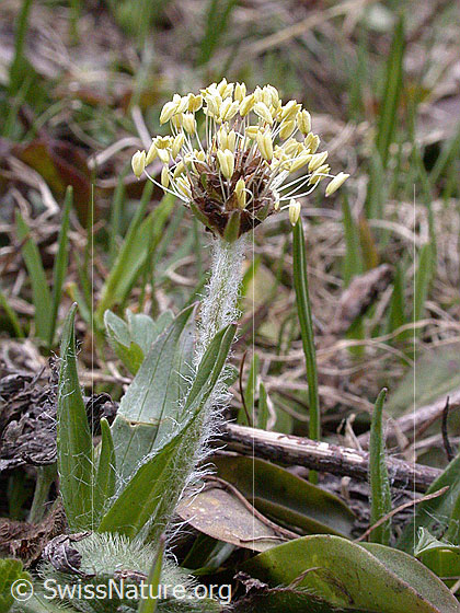 Berg-Wegerich (Plantago atrata)