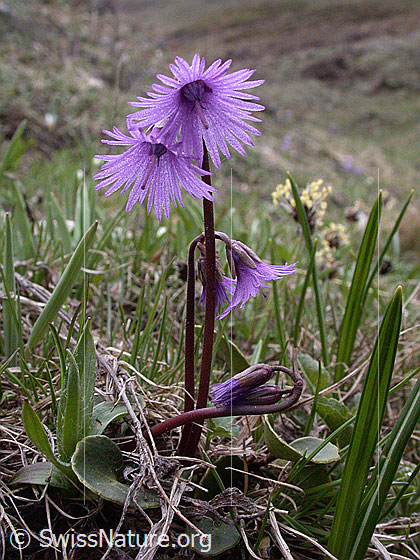 Foto: Grosses Alpenglöckchen 
Lat.: Soldanella alpina