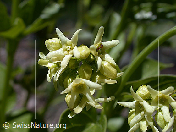 Schwalbenwurz (Vincetoxicum hirundinaria)