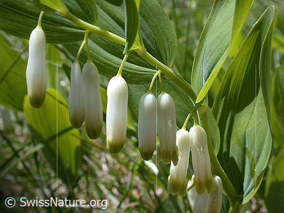 Foto: Blüten des echten Salomonssiegel (Polygonatum odoratum)
Lat.: Polygonatum odoratum
Familie: Asparagaceae (Spargelgewächse)