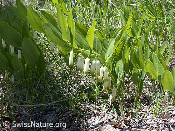 Foto: Echtes Salomonssiegel (Polygonatum odoratum)
Lat.: Polygonatum odoratum
Familie: Asparagaceae (Spargelgewächse)
Gattung: Polygonatum