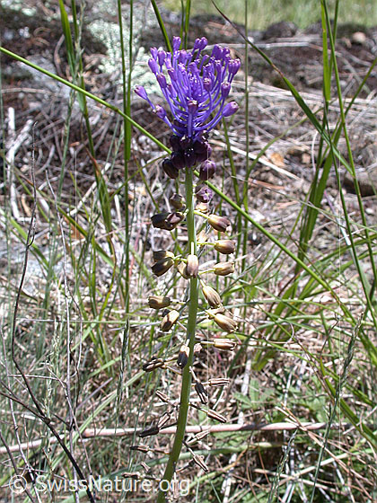 Foto: Schopfige Bisamhyazinthe 
Lat.: Muscari comosum
Familie: Asparagaceae (Spargelgewächse)
Gattung: Muscari (Traubenhyazinthen)