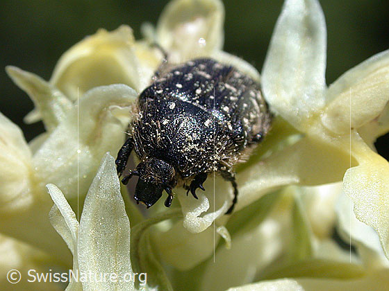 Trauer-Rosenkäfer (Oxythyrea funesta) auf Holunder-Knabenkraut (Dactylorhiza sambucina)