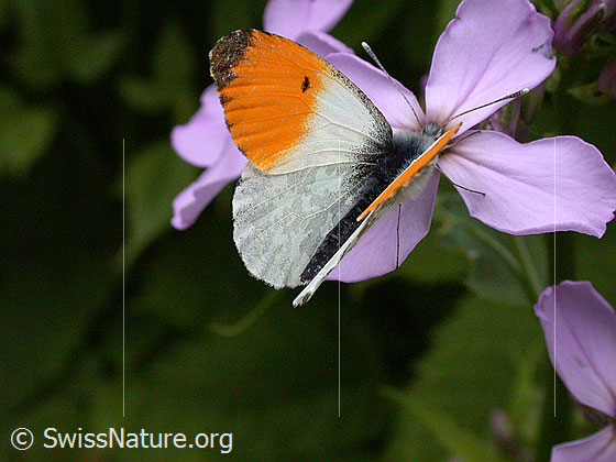 Foto: Aurorafalter (Anthochais cardamines) an Blüte der Gemeinen Nachtviole (Hesperis matronalis). Männchen, Flügel halb geöffnet, Ansicht von schräg oben.