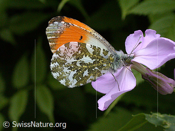 Foto: Aurorafalter (Anthochais cardamines) an Blüte der Gemeinen Nachtviole (Hesperis matronalis). Männchen, Flügel geschlossen, Ansicht von der Seite.