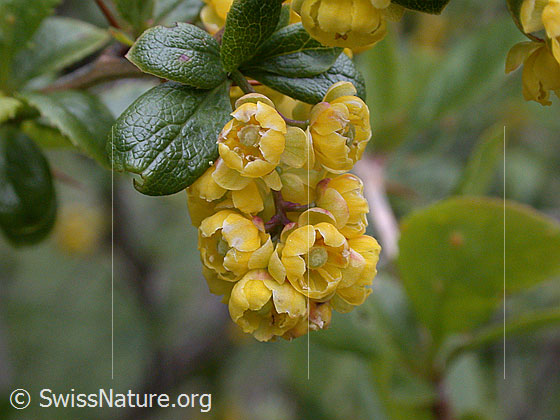 Foto: Gemeine Berberitze, Sauerdorn, Blüte.
Lat.: Berberis vulgaris
Familie: Berberidaceae