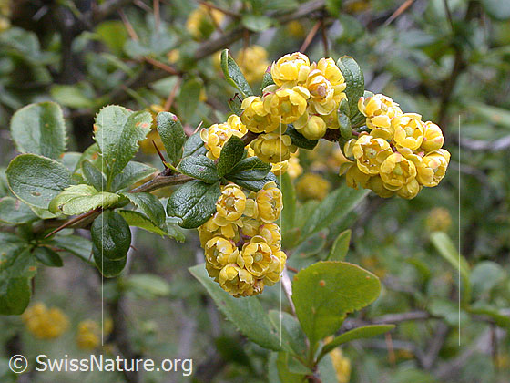 Foto: Gemeine Berberitze, Sauerdorn, Ast mit Blüten.
Lat.: Berberis vulgaris
Familie: Berberidaceae